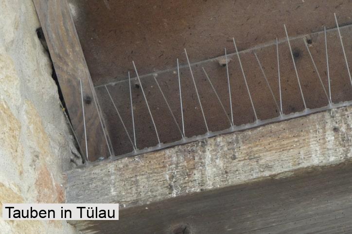 Tauben in Tülau